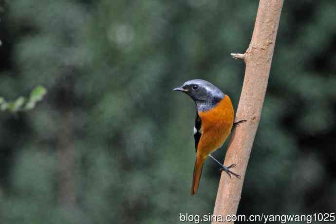 雄性北红尾鸲（35）