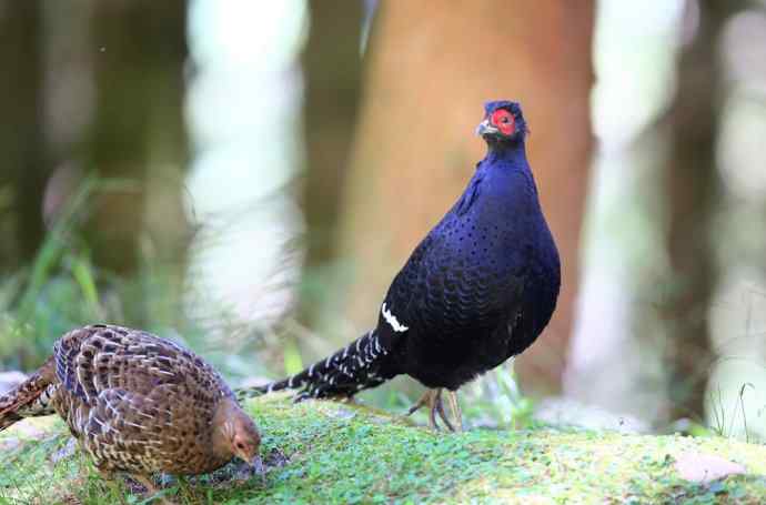 台湾特有鸟类——黑长尾雉（帝雉）
