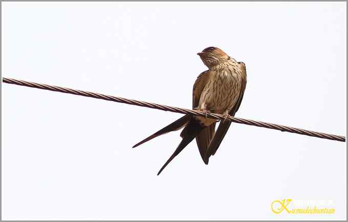 鈥溋菲胶饽锯澋慕鹧唷菊掌