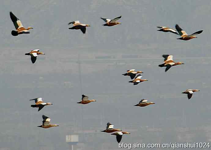 空中盘旋.赤麻鸭白天鹅(官厅水库)