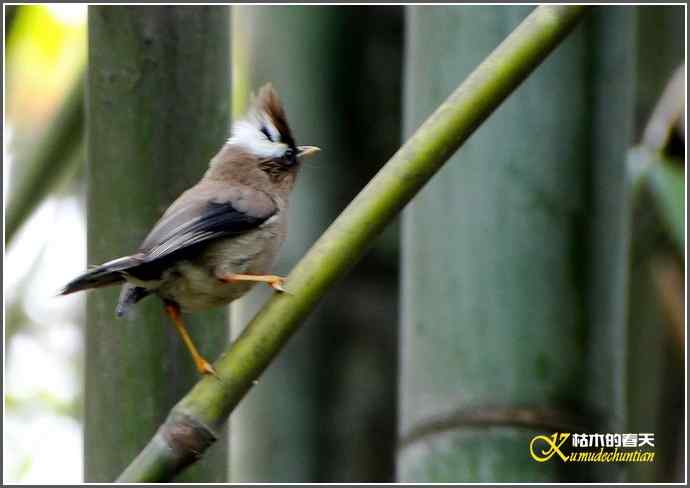 阴天拍鸟之鈥湴琢旆镳题潯菊掌