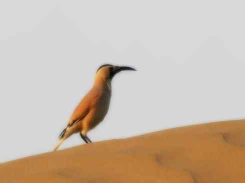 另类鸟类建筑师之二（褐背拟地鸦、雪雀）