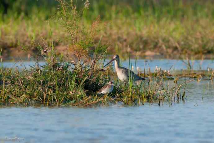 小鸟 wbr伊人 wbr珍珠婚