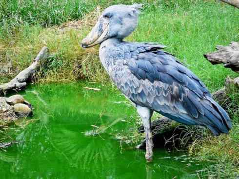 猎奇：奇特的鸟喙之一