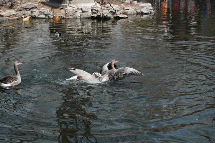 激战水禽湖（抓拍）