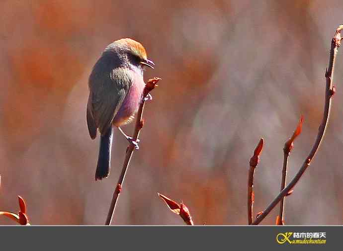川西高原的美丽精灵-花彩雀莺【实拍】
