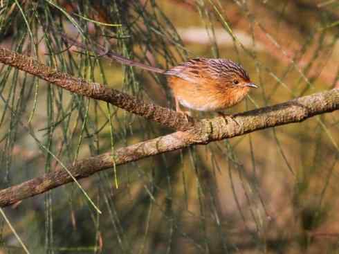 美丽无罪：雀鸟之鹩莺