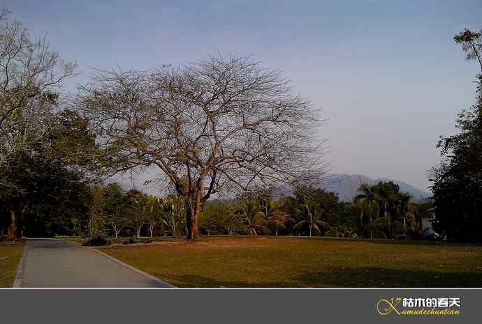 西双版纳拍鸟之一【实拍】