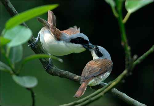 杭州鸟类摄影家帕瓦龙的拍鸟历程