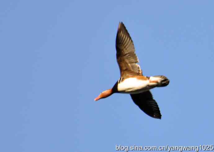 鸳鸯、斑头雁（抓拍）