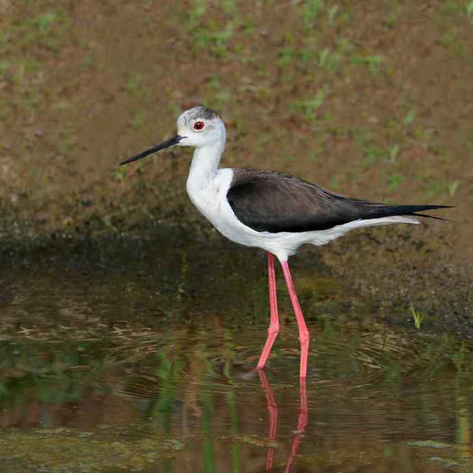 夜鹭VS黑翅长脚鹬