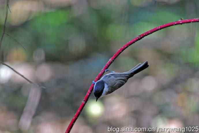 北京天坛公园的鸟类——沼泽山雀（1）