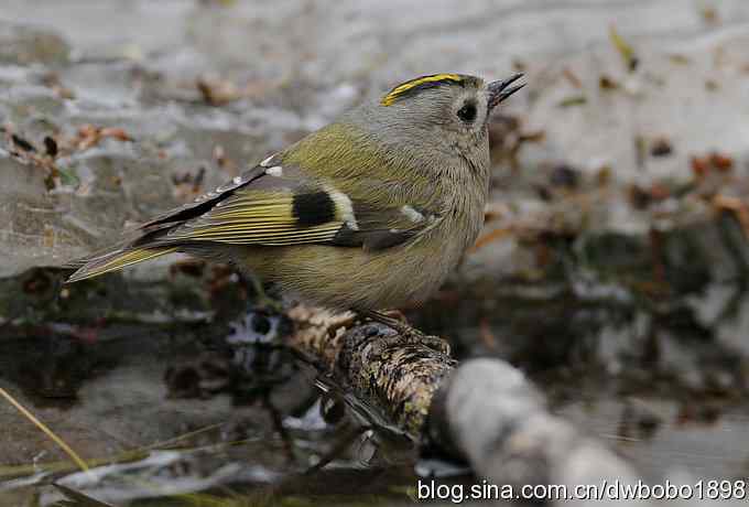 戴菊迎春 戴菊迎春