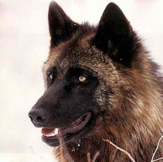 犬科：犬亚科犬属之澳洲野犬、歌唱犬、家犬