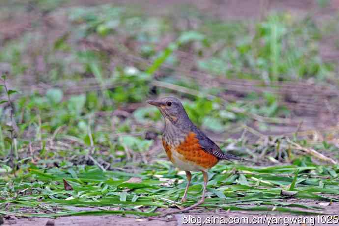 灰背鸫(2) 灰背鸫(2)