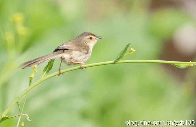 跳跃于菜花间的小精灵——褐头鹪莺（组图）