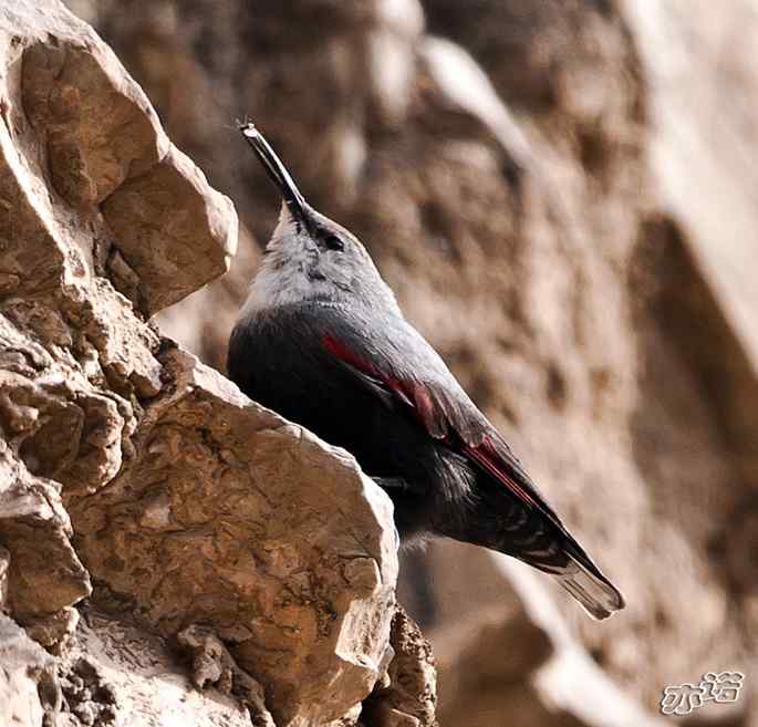 永定河峡谷 wbr路 wbr红翅旋壁雀 永定河峡谷 wbr路 wbr红翅旋壁雀