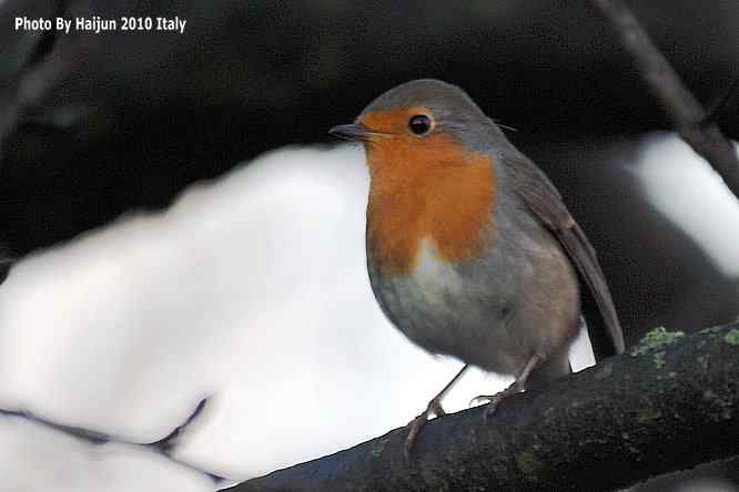 【亚平宁半岛之旅 wbr. wbr鸟鸟猎摄】