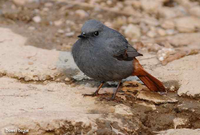 翩然红翅和十渡的那些鸟