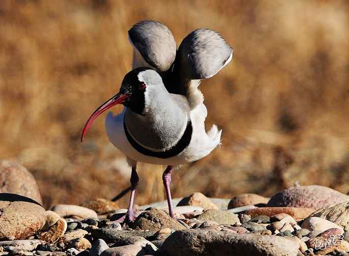 白河峡谷 wbr路 wbr鹮(huán wbr)嘴鹬(yù) 白河峡谷 wbr路 wbr鹮(huán wbr)嘴鹬(yù)