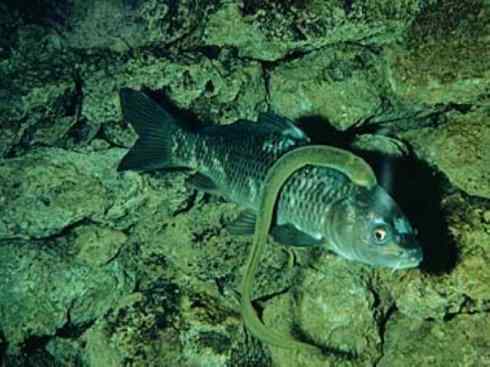 鱼类活化石：七鳃鳗