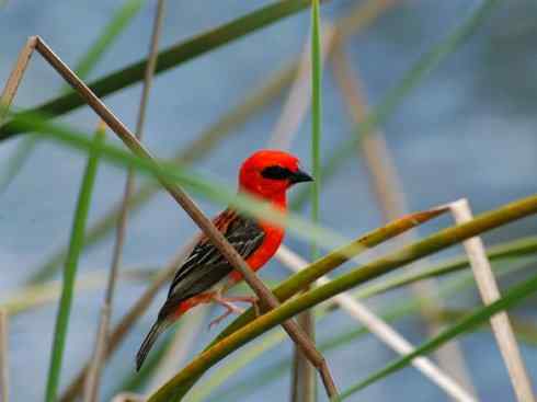 极品红色鸟类：红艳织雀