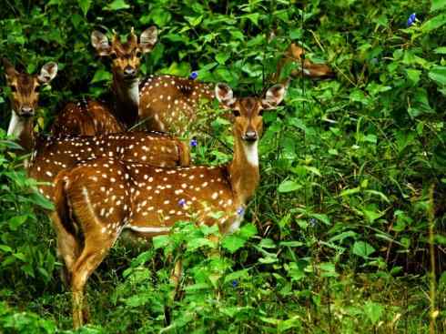 麒麟：传说的兽原型探秘（麋鹿）