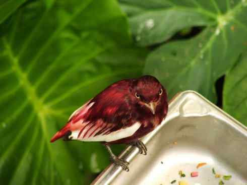 极品红色鸟类：深红紫伞鸟