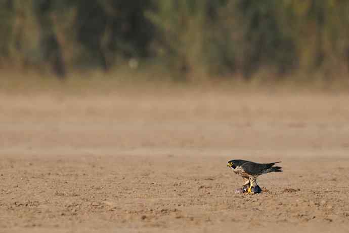 高端食物链之王者风范