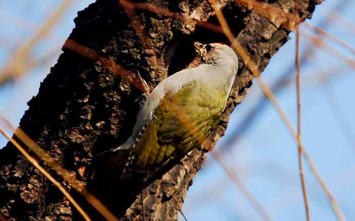 北京植物园赏鸟（十六），灰头绿啄木鸟（组图）