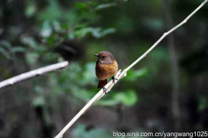 雌性北红尾鸲（2）