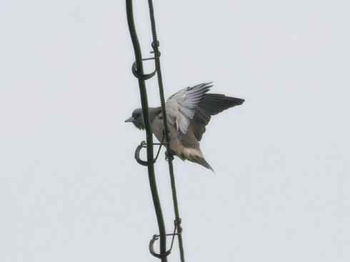 雀鸟也彪悍：空中精灵(燕鵙科)
