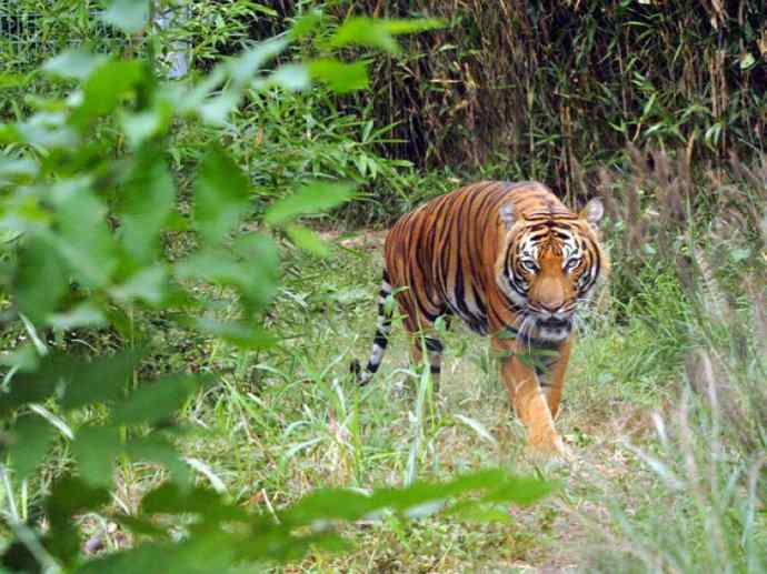 犬科：犬亚科犬属之澳洲野犬、歌唱犬、家犬