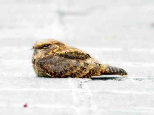 猎奇：长尾鸟雀（咬鹃和寿带鸟）