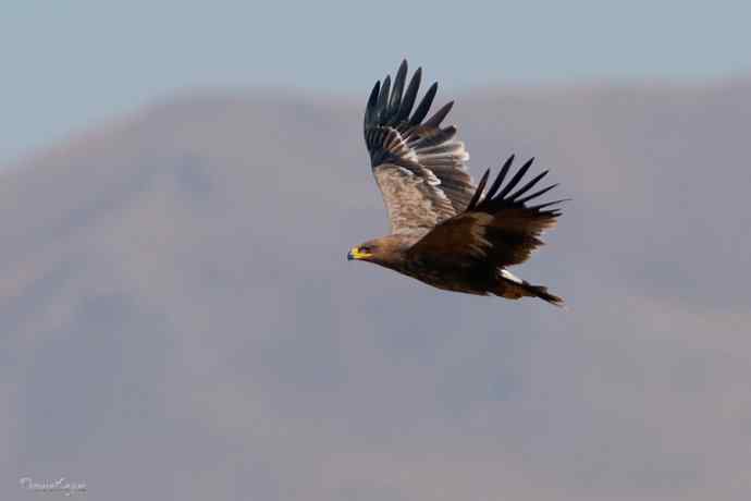 草原追梦. 邂逅迎宾草原雕