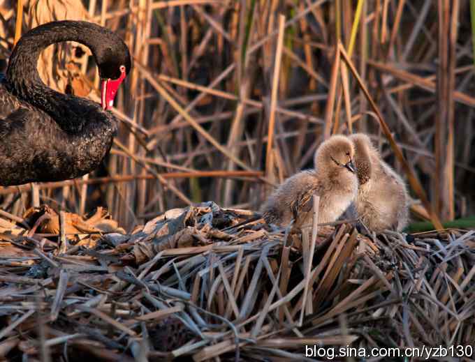 大的哪里来？小的哪里去？（组图，12张图片）