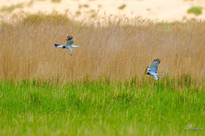 完全飞版白腹鹞
