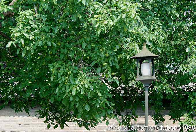 端午天坛生态掠影