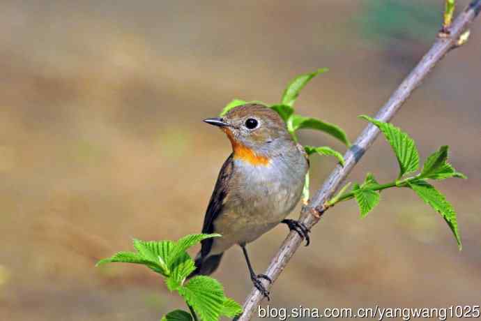 雄性红喉姬鹟（14）