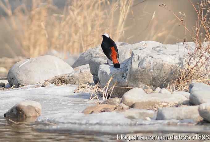 白顶溪鸲 wbr在水一方