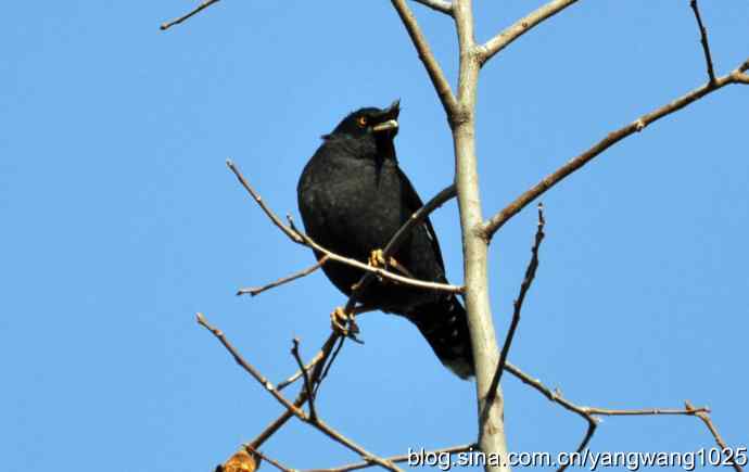 野生鸟(八哥) 野生鸟(八哥)