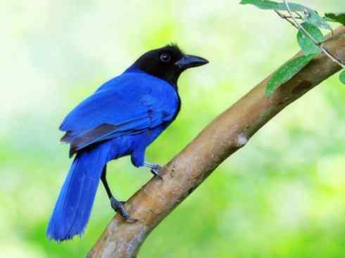 美丽无罪：雀鸟之蓝鸦