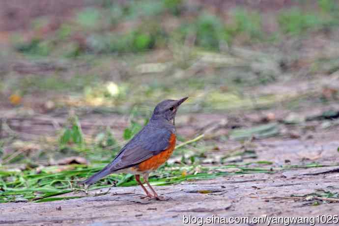 灰背鸫(2) 灰背鸫(2)
