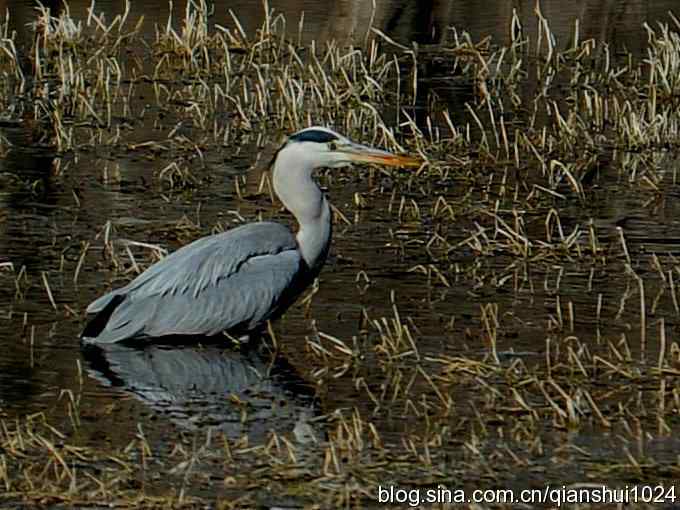苍鹭抓鱼记(十渡) 苍鹭抓鱼记(十渡)