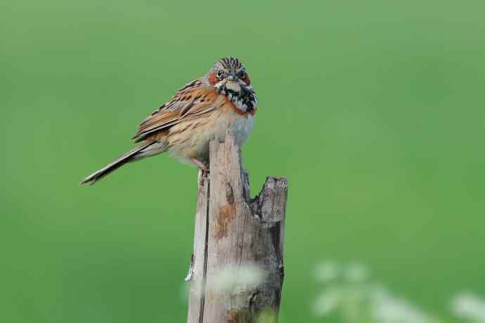 【新鸟】坝上鸟.栗耳鹀☆