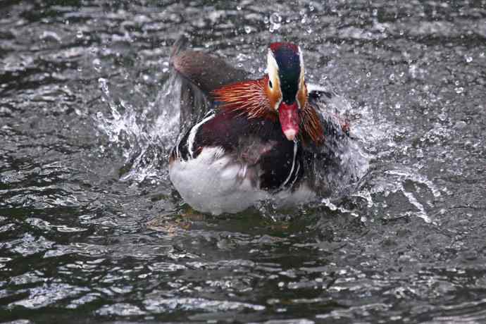177.鸳鸯戏水--（大白）