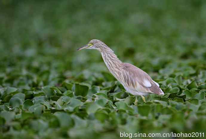 撮堆儿 wbr肯尼亚的鸟儿