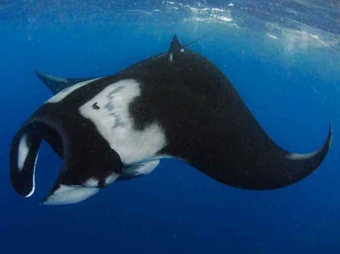 鱼类活化石:锯鳐 鱼类活化石:锯鳐