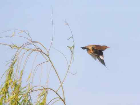 家禽驯化之源之二十三 家禽驯化之源之二十三