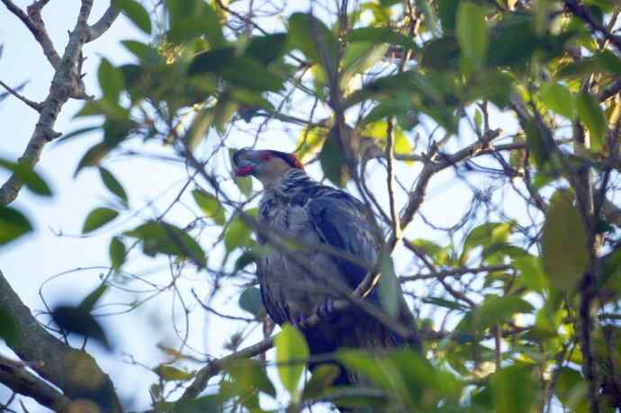 澳洲拍鸟鈥斺敶蚶α料啵1) 澳洲拍鸟鈥斺敶蚶α料啵1)